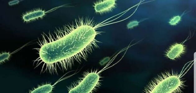 اعراض بكتيريا إي كولاي
