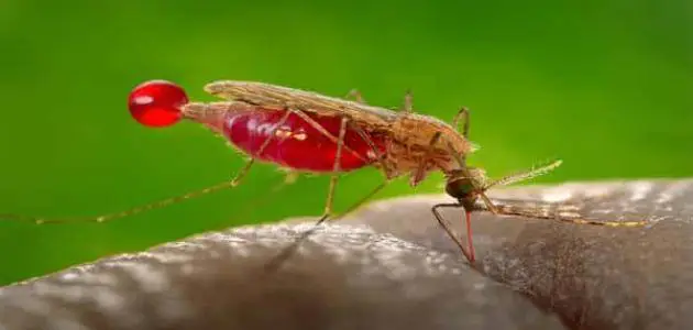 علاج مرض الملاريا الطبيعي