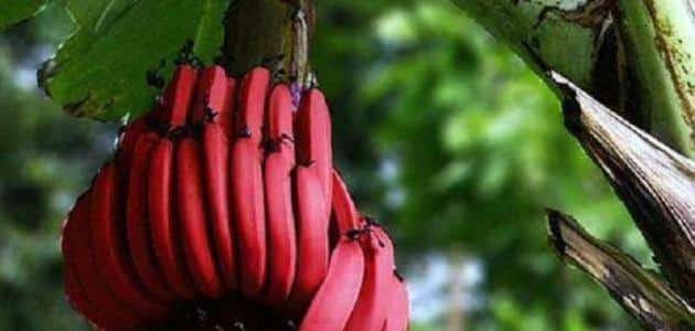 فوائد الموز الأحمر الهندي