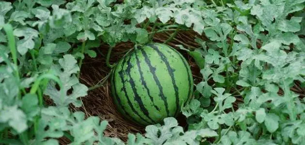 كيف تزرع البطيخ بالخطوات
