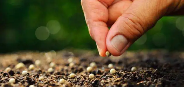 كيفية غرس البذور في التربة
