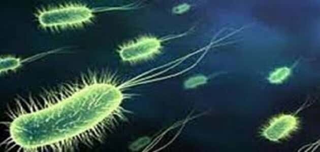 ما هي البكتيريا الهوائية واللاهوائية