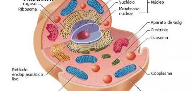 ما هي الخلية في جسم الانسان
