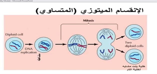 مراحل الانقسام الميتوزي والميوزي
