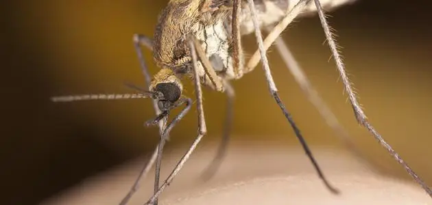 دواء الملاريا ومضاعفاته