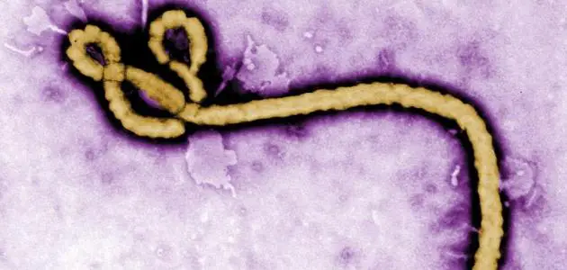 فيروس الإيبولا القاتل