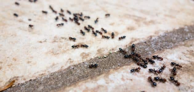 ما هو سبب وجود النمل في غرفة النوم ؟