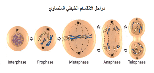 ما هي مراحل الانقسام الخيطي المتساوي للخلية الحيوانية