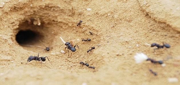 معلومات عامة عن بيت النمل