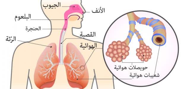مكونات الجهاز التنفسي ووظائفه