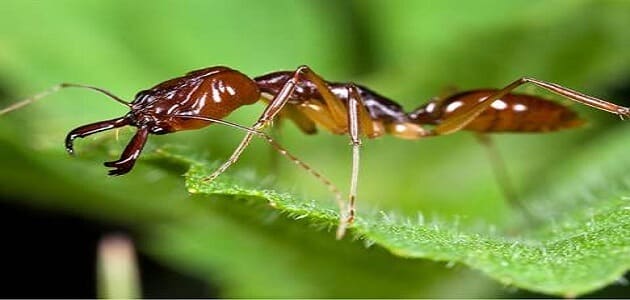 هل يستطيع النمل الدخول للانف