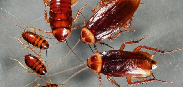 الصراصير والنمل في المنام على الفراش - مقال