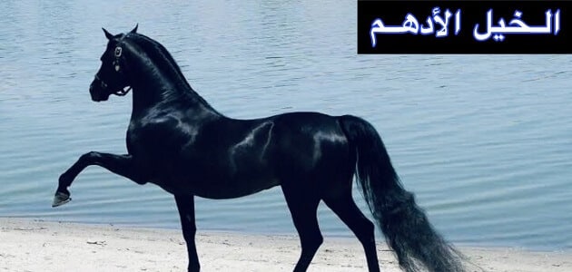 الحصان الادهم كما وصفه الرسول