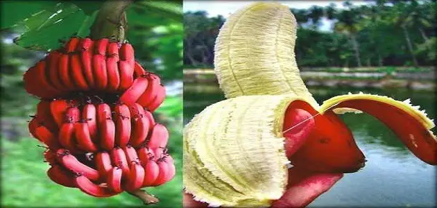 الموز الاحمر وفوائده