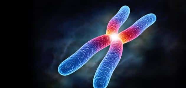 تركيب الكروموسوم البشري