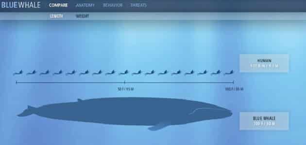 حجم الحوت الأزرق مقارنة بالانسان