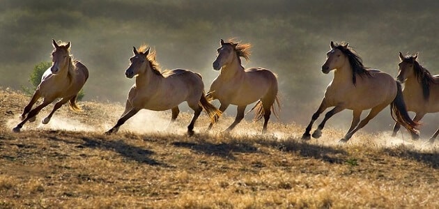 سرعة الحصان والجمل
