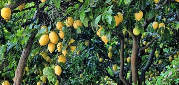 شجرة الليمون وكيفية الاعتناء بها