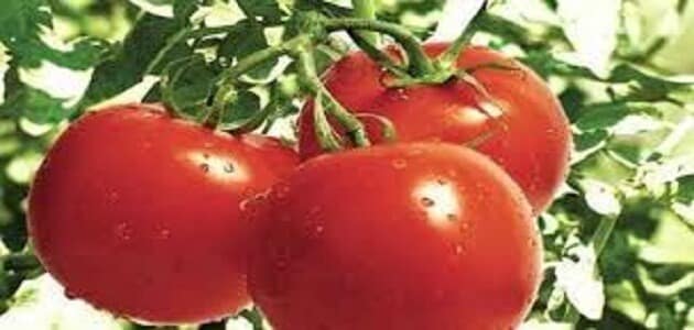 فوائد البصل والطماطم للحامل