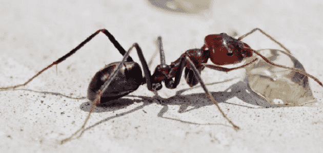 أنواع النمل في العالم