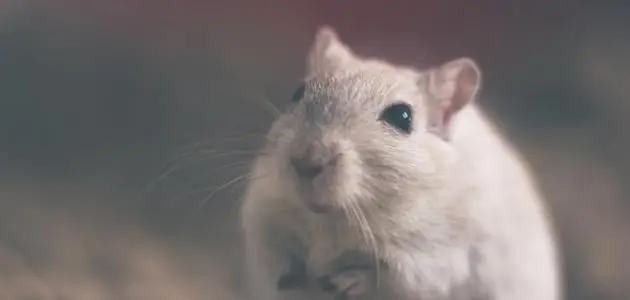 تفسير حلم الفأر الكبير