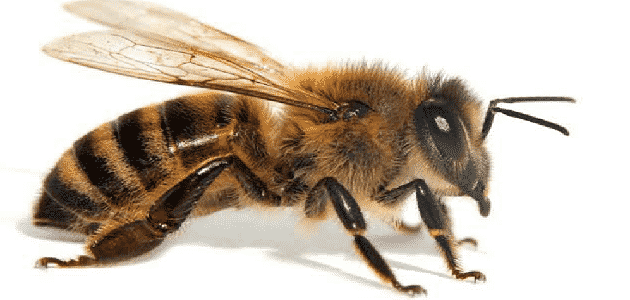 عدد أجنحة النحلة