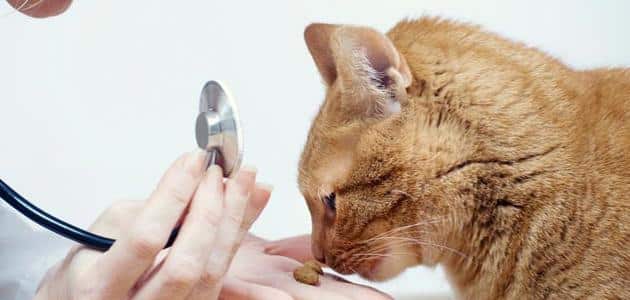 مرض القطط للبنات وعلاجه