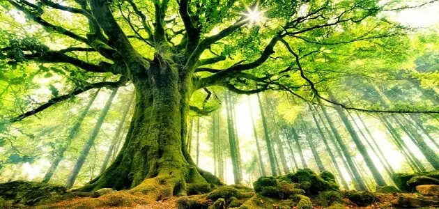 معلومات عن يوم الشجرة العالمي