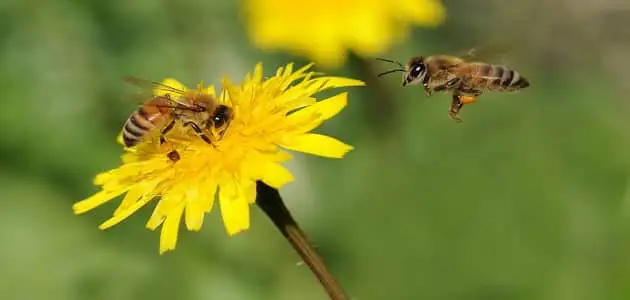 موضوع تعبير عن النحل للصف الرابع الابتدائى
