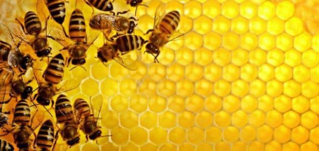 موضوع عن النحل قصير
