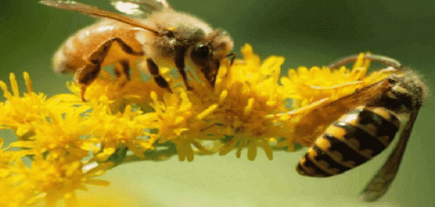 موضوع عن النحلة والزهرة