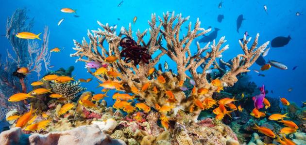 البحر الأحمر والشعب المرجانية