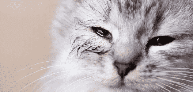 أمراض العيون عند القطط