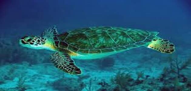 السلاحف البحرية وخطر انقراضها