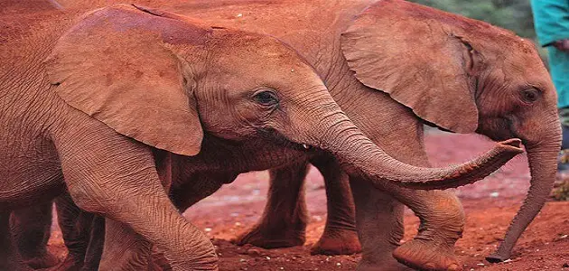 الفيل الافريقي المهدد بالانقراض