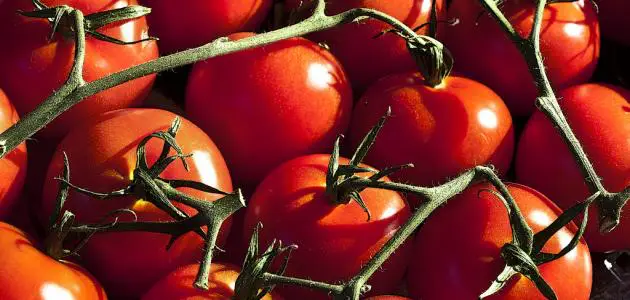 تفسير حلم الطماطم للعزباء