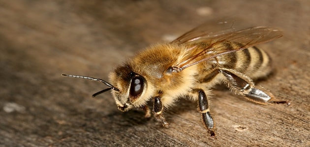 ذكر النحل ماذا يسمى؟