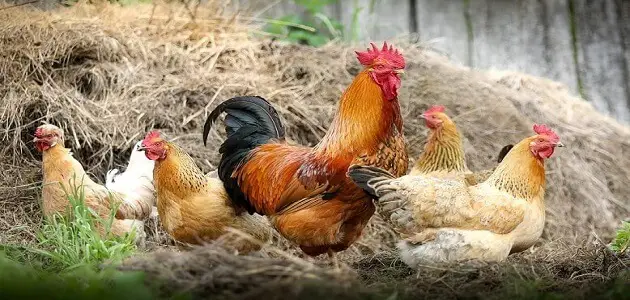 تفسير رؤية الدجاج الحي في المنام
