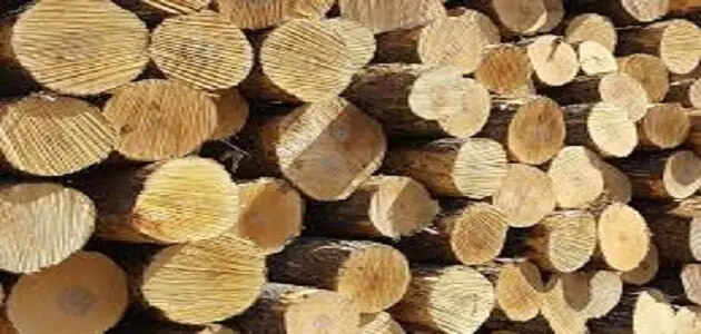 خشب البلوط في السعودية