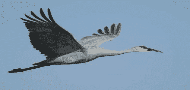 طائر الكركي الرمادي