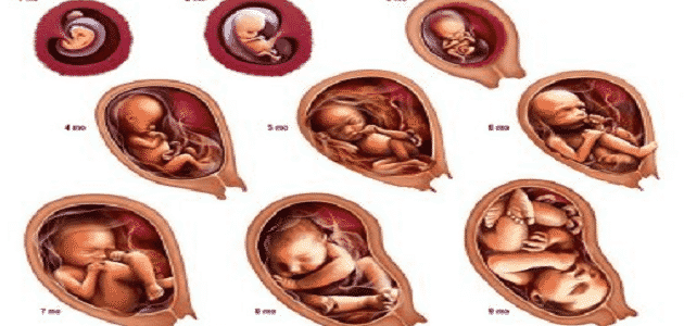 مراحل تطور الجنين بالسونار في الحمل