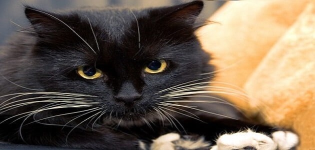 تفسير القطه السوداء في المنام لابن سيرين - مقال