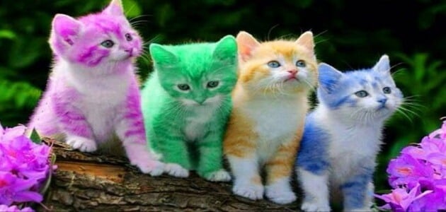 ألوان القطط في المنام