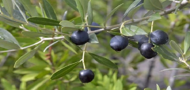 التاريخ القديم والحديث لشجرة الزيتون الأسود