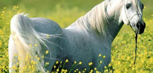 الحصان الأبيض في المنام للعزباء