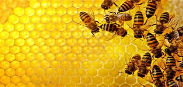 الفرق بين النمل والنحل في العمل