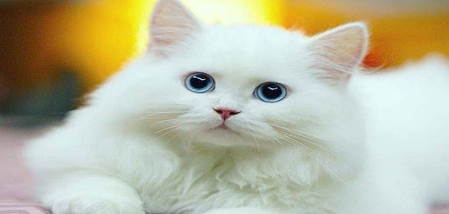 تفسير حلم القطة البيضاء للعزباء والحامل