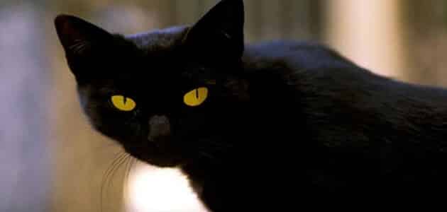قطة سوداء عند باب البيت