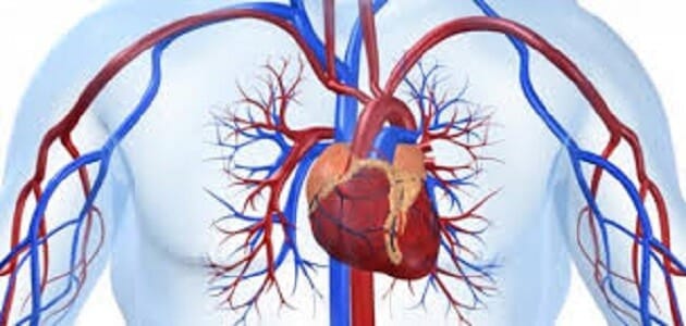 كيف يتدفق الدم من القلب للاعضاء عبر الوريد