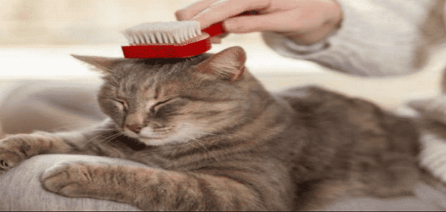 كيفية منع تساقط شعر القطط